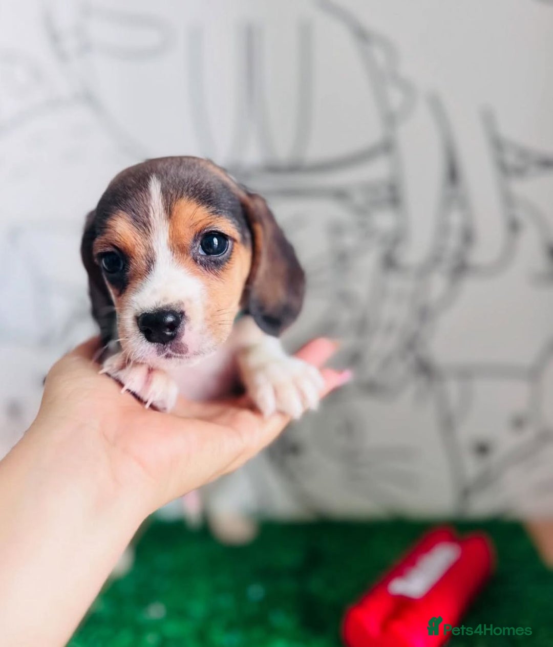 Beagle dogs for sale: Beagle Puppies Ready for Love! - Advert 7