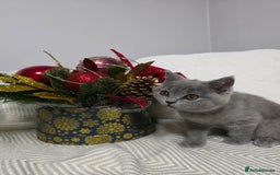 British Shorthair cats for sale:  Gorgeous BRITISH SHORTHAIR MALE  - Advert 14