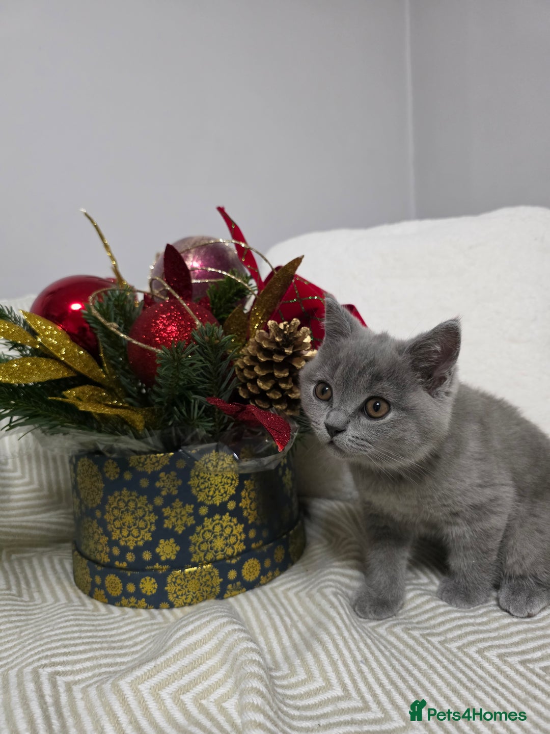 British Shorthair cats for sale:  Gorgeous BRITISH SHORTHAIR MALE  - Advert 14