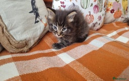Mixed Breed cats for sale: Gorgeous Large Maine Coon Cross Kittens - Image 2