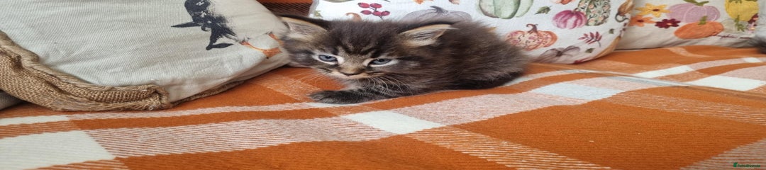 Longhair tabby male