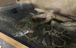 Python Snake reptiles for sale: Make burmoise python  - Image 3