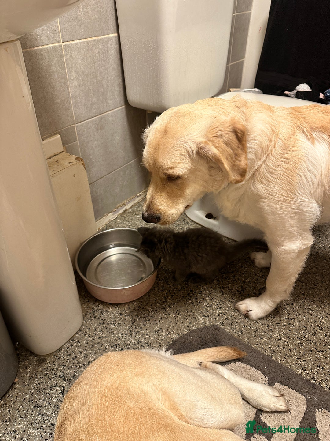 Goldador dogs for sale: Goldador- Rehoming due to illness - Advert 4