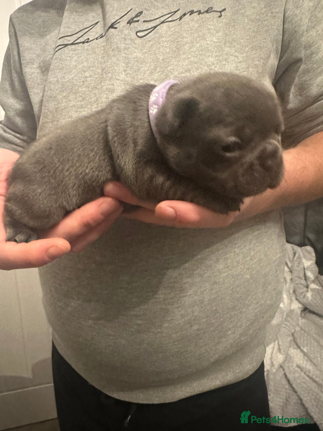 French Bulldog dogs for sale: 5 Beautiful French Bulldog Puppies - Advert 5