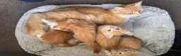 Mixed Breed cats for sale: SUPER CUTE PERFECT GINGER KITTENS  - Advert 1