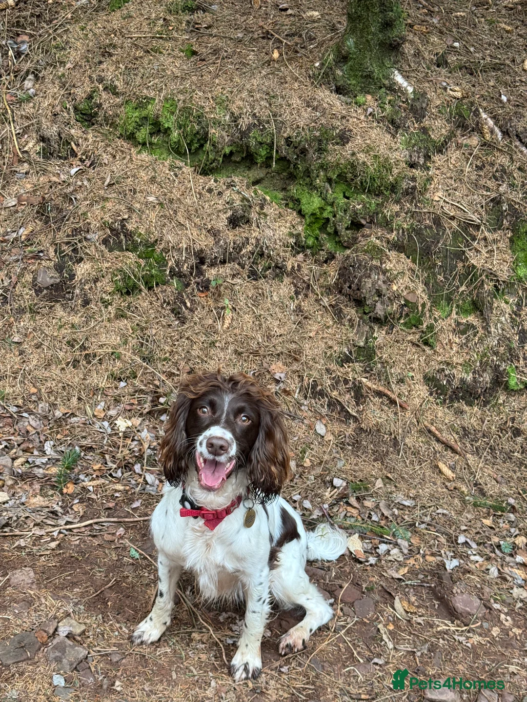 English Springer Spaniel dogs for sale: Outstanding working ESS KC registered pups in Horley - Advert 2