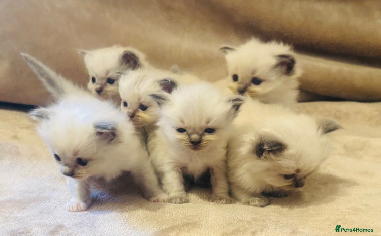 Ragdoll cats - Advert 10