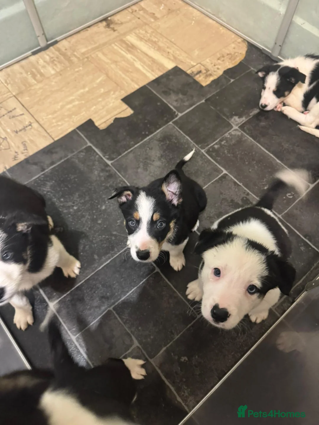Border Collie dogs for sale: 1 Border Collie Pup - Health tested clear parents - Advert 11