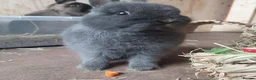 Netherland Dwarf rabbits for sale: Bonded pair - Advert 3