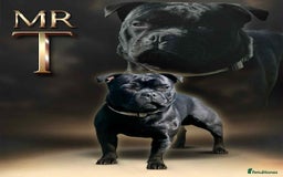 Staffordshire Bull Terrier dogs for stud: The one, the only.....Mr 'T'     (Blue🧬) - Image 1