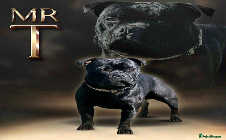 Staffordshire Bull Terrier dogs - Advert 1
