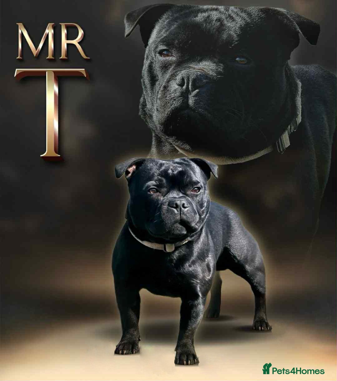 Staffordshire Bull Terrier dogs for stud: The one, the only.....Mr 'T'     (Blue🧬) - Image 1