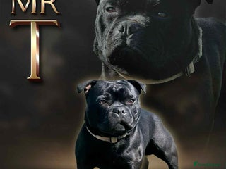 Staffordshire Bull Terrier dogs - Advert 3