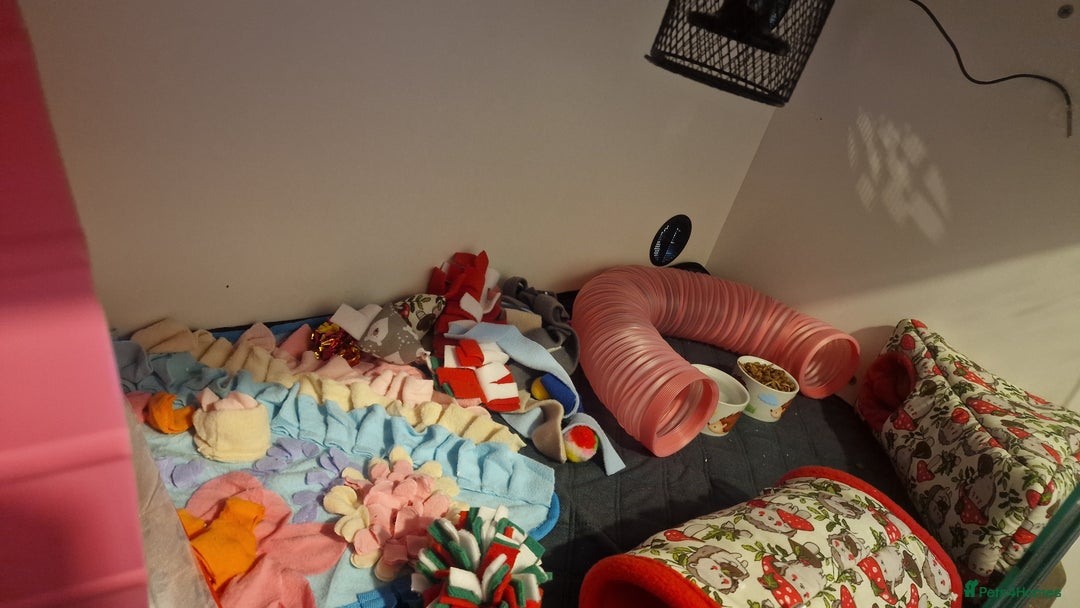 Pygmy Hedgehog rodents for sale: (F) A Pygmy Hedgehog + enclosure & accessories  - Advert 5