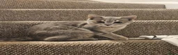Bengal cats for sale: Stunning Snow Lynx Female Bengal  in Reading - Advert 20