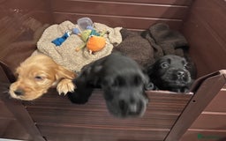 Cocker Spaniel dogs for sale: Solid black cocker spaniel puppies ready 10th Dec  - Image 2