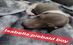 Miniature Dachshund dogs for sale: Miniature dachshund puppies KC Reg - Image 10