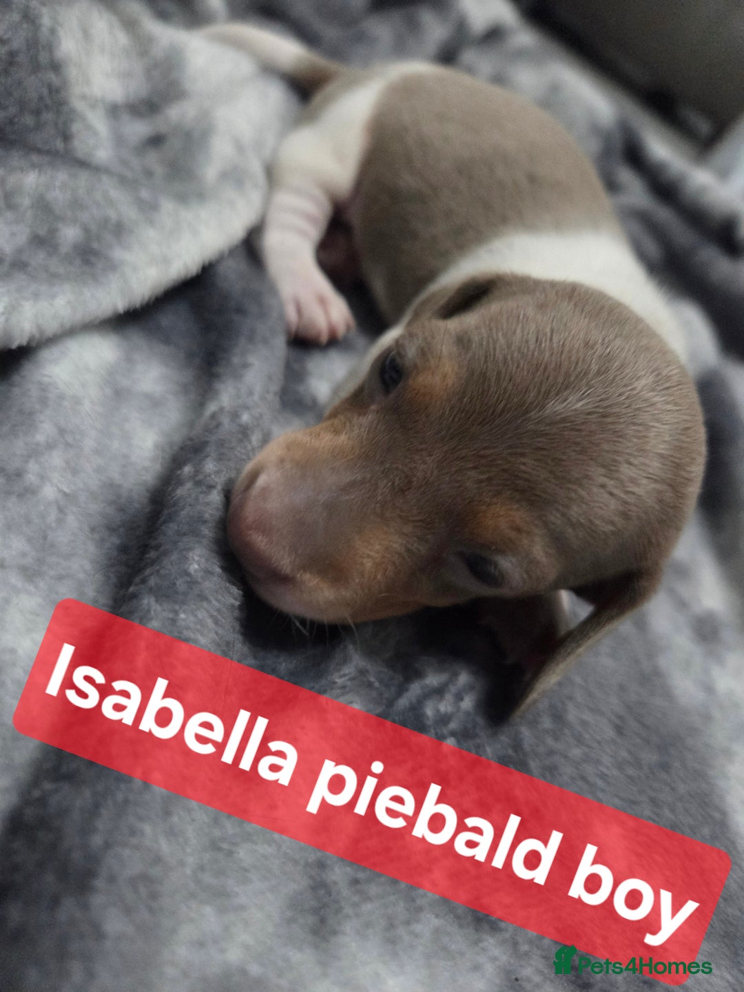 Miniature Dachshund dogs for sale: Miniature dachshund puppies KC Reg - Image 10
