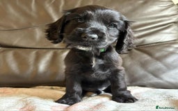 Cocker Spaniel dogs for sale: Show type Cocker Spaniel Puppies - Image 3
