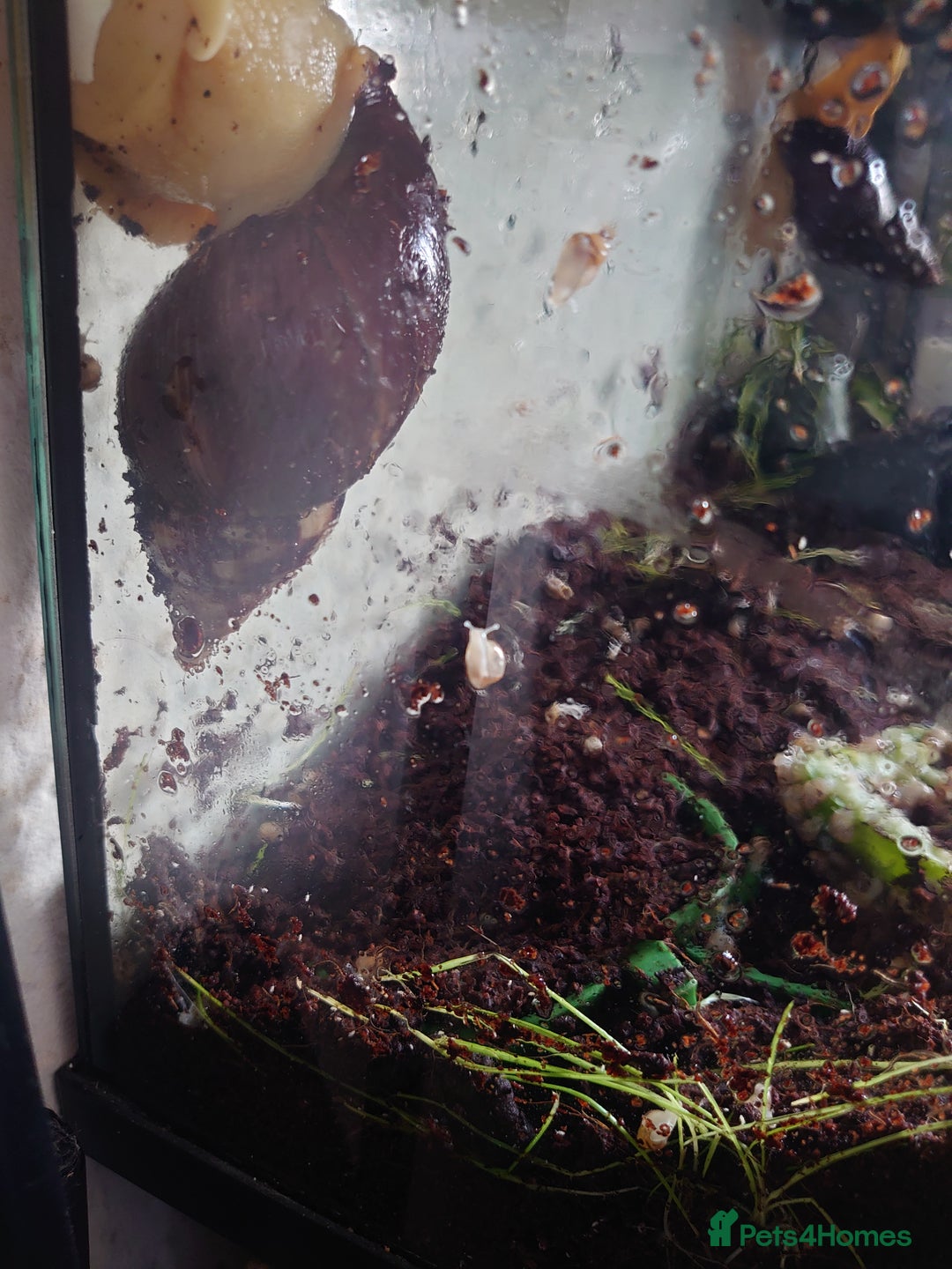 Snails invertebrates for sale: Baby Giant African Land Snails  - Image 3