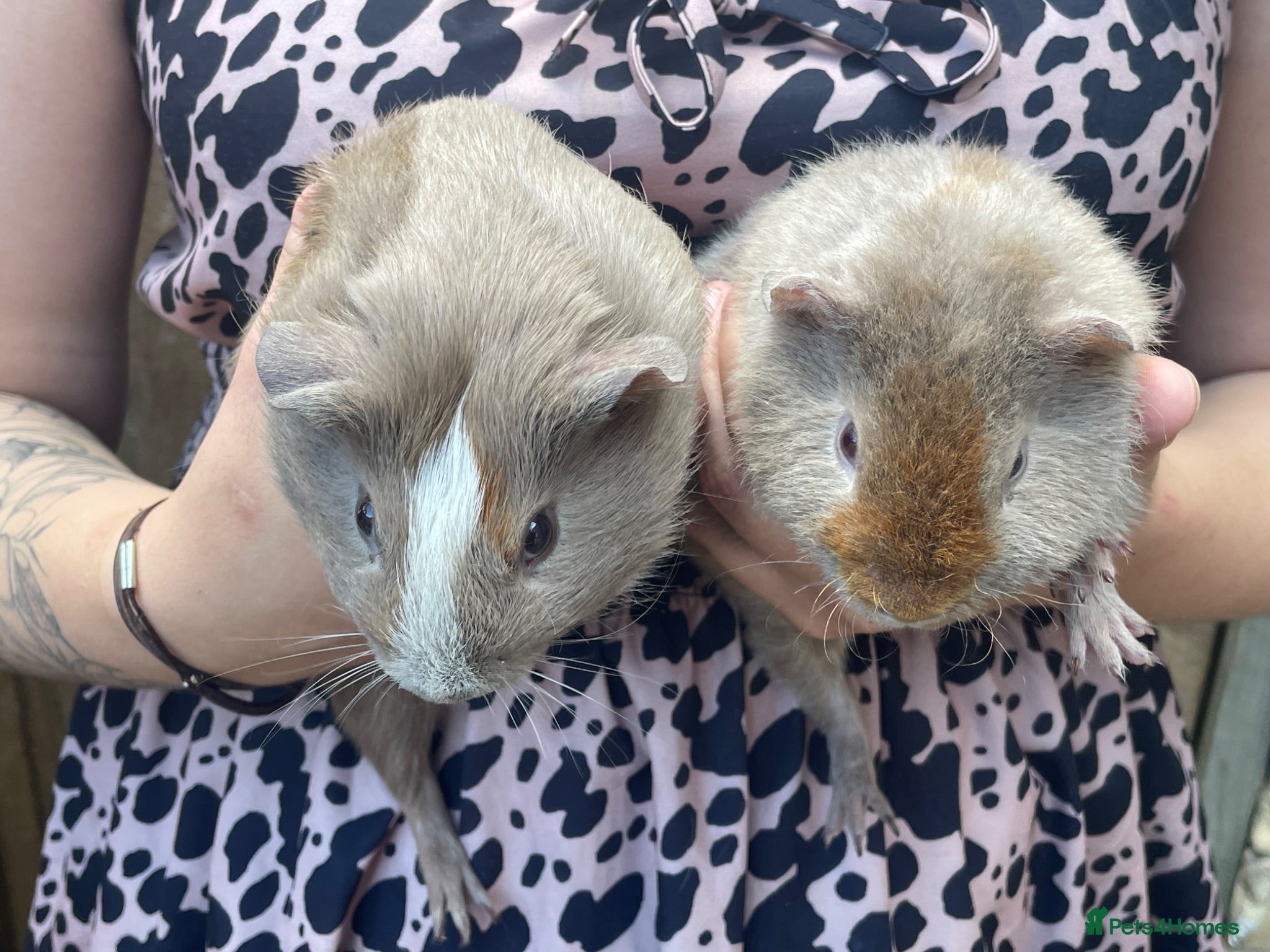 Guinea Pig rodents Guinea pigs ready now  - Advert 1