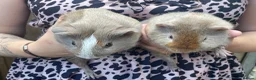 Guinea Pig rodents for sale: Guinea pigs ready now  - Advert 1