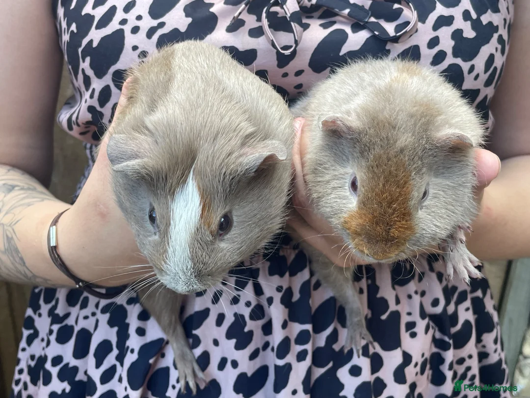 Guinea Pig rodents for sale: Guinea pigs ready now  - Advert 1