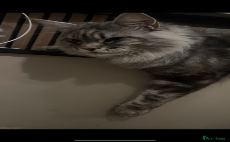 Maine Coon cats - Advert 15