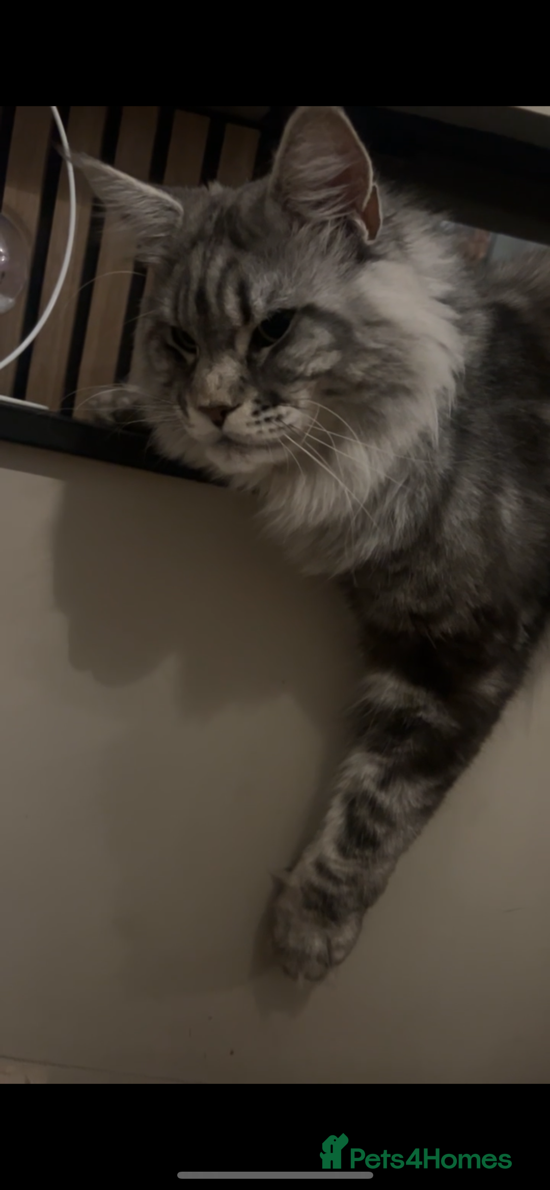 Maine Coon cats for sale: TICA REGISTERD MAINCOON KITTEN’S ⭐️ - Image 18