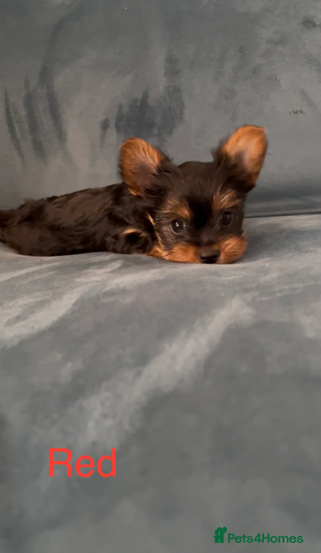 Yorkshire Terrier dogs for sale: READY NOW !! MINI YORKSHIRE TERRIERS FOR SALE - Advert 8