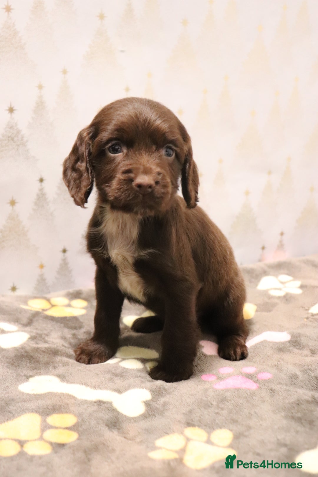 Cocker Spaniel dogs for sale: Fully Health Tested Cocker Spaniel Puppies  - Advert 28