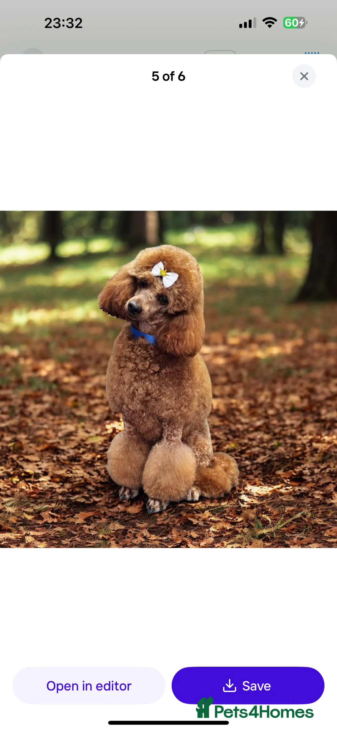 Cavapoo dogs for sale:  ** /TOY MULTI GEN CAVAPOO BOY - Advert 14