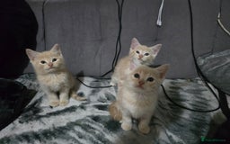 Mixed Breed cats for sale: Mixed breed kittens ready now.  - Image 11