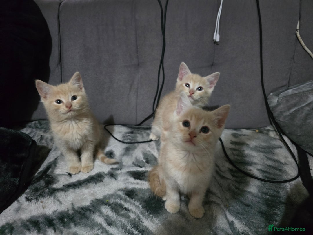 Mixed Breed cats for sale: Mixed breed kittens ready now.  - Image 11