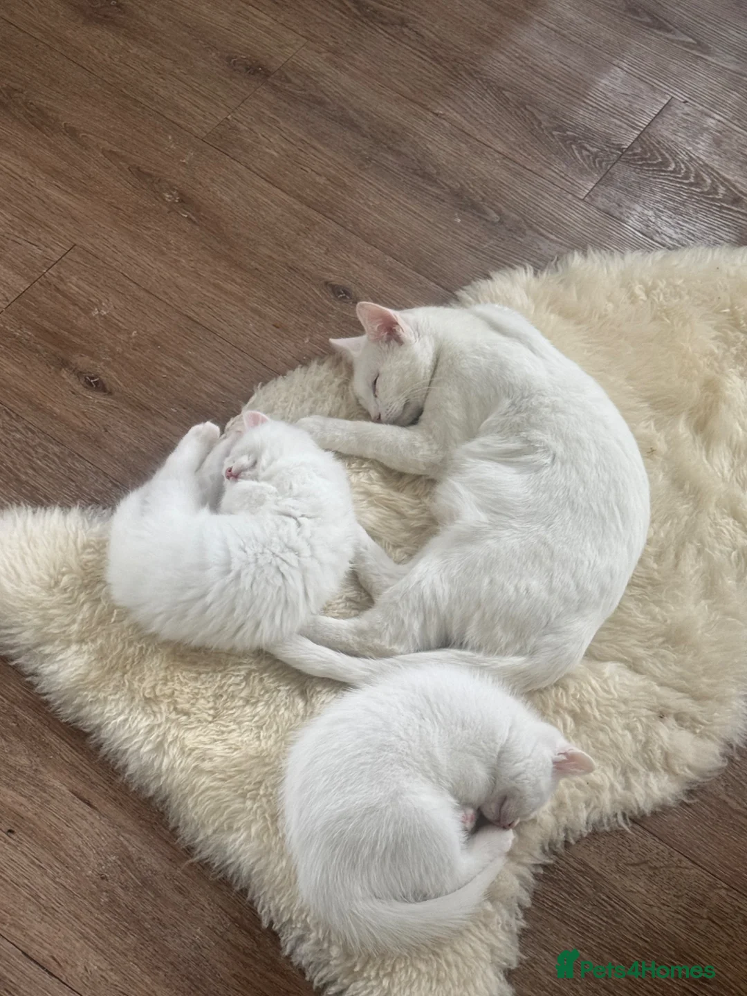 British Shorthair cats for sale: Pure White Male Kitten Ready Now  - Advert 2