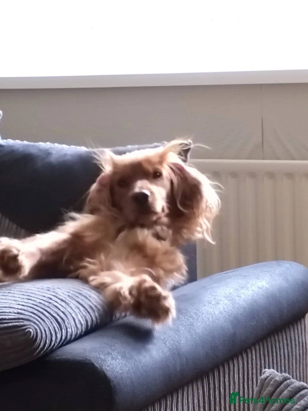 Cocker Spaniel dogs for sale: RALPH  - Advert 6