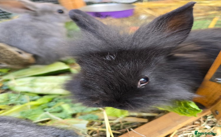 Lionhead rabbits - Advert 1