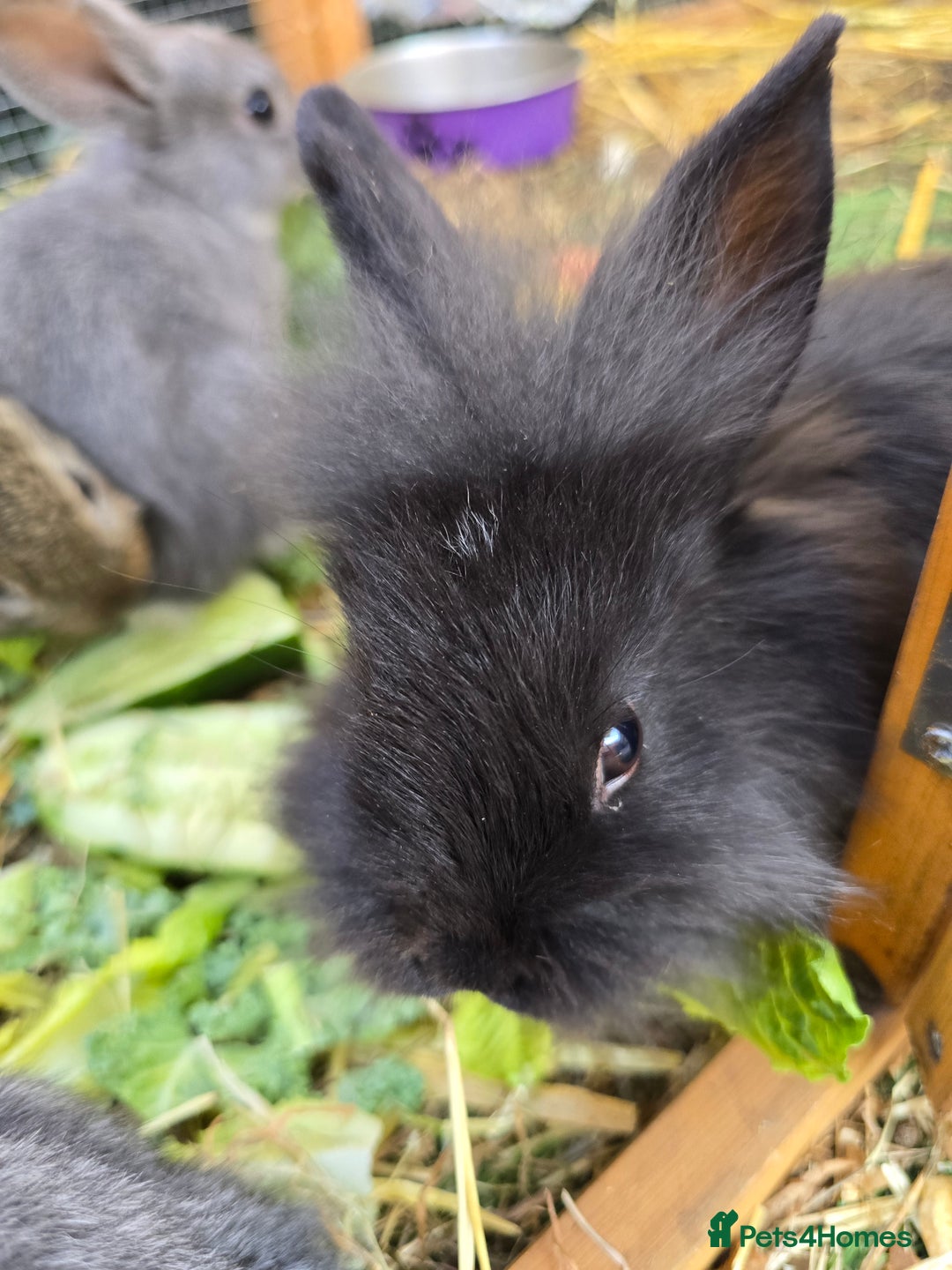Lionhead rabbits for sale: 5 beautiful lion head cross bunny's  - Image 1