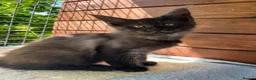Maine Coon cats for sale: ⭐️Beautiful Maine Coon Kittens⭐️ - Advert 28