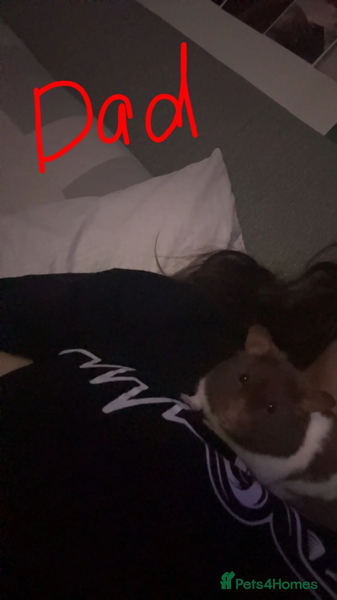 Hamster rodents for sale: Syrian hamster  in Telford - Advert 1