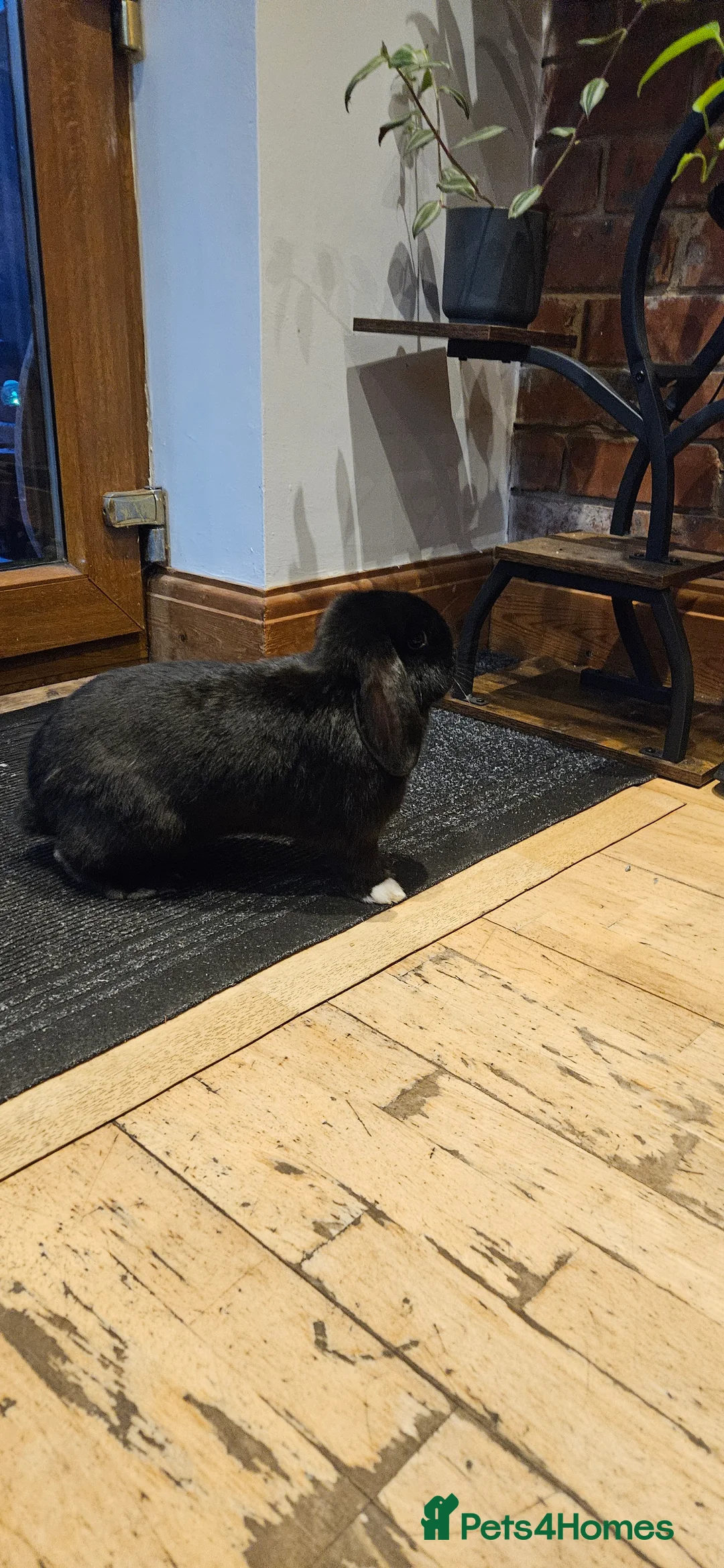 Dwarf Lop rabbits for sale: Moko - Female looking for forever home - Advert 2
