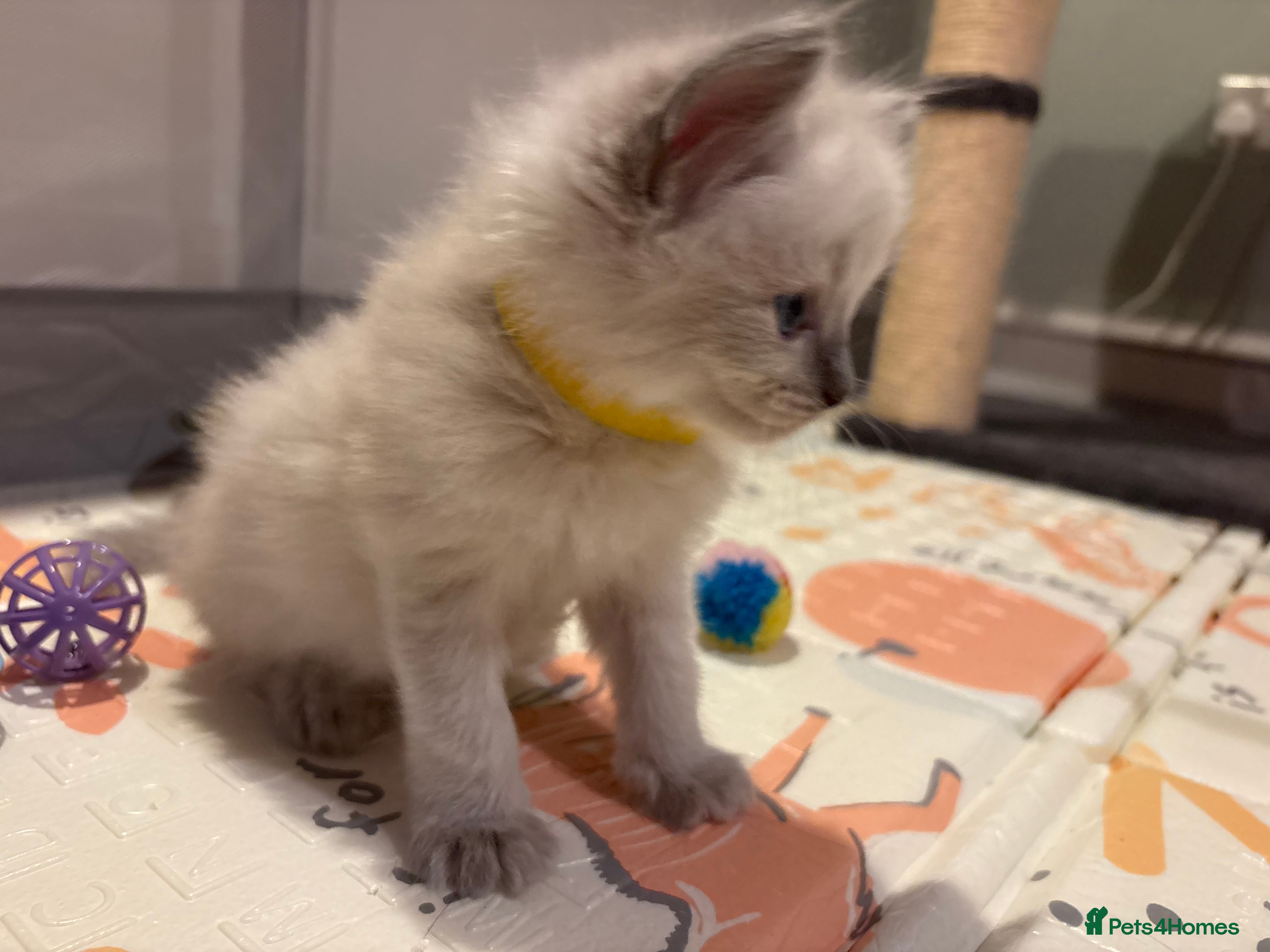 Ragdoll cats Three Stunning Blue Point Ragdoll Boys Available  - Advert 2