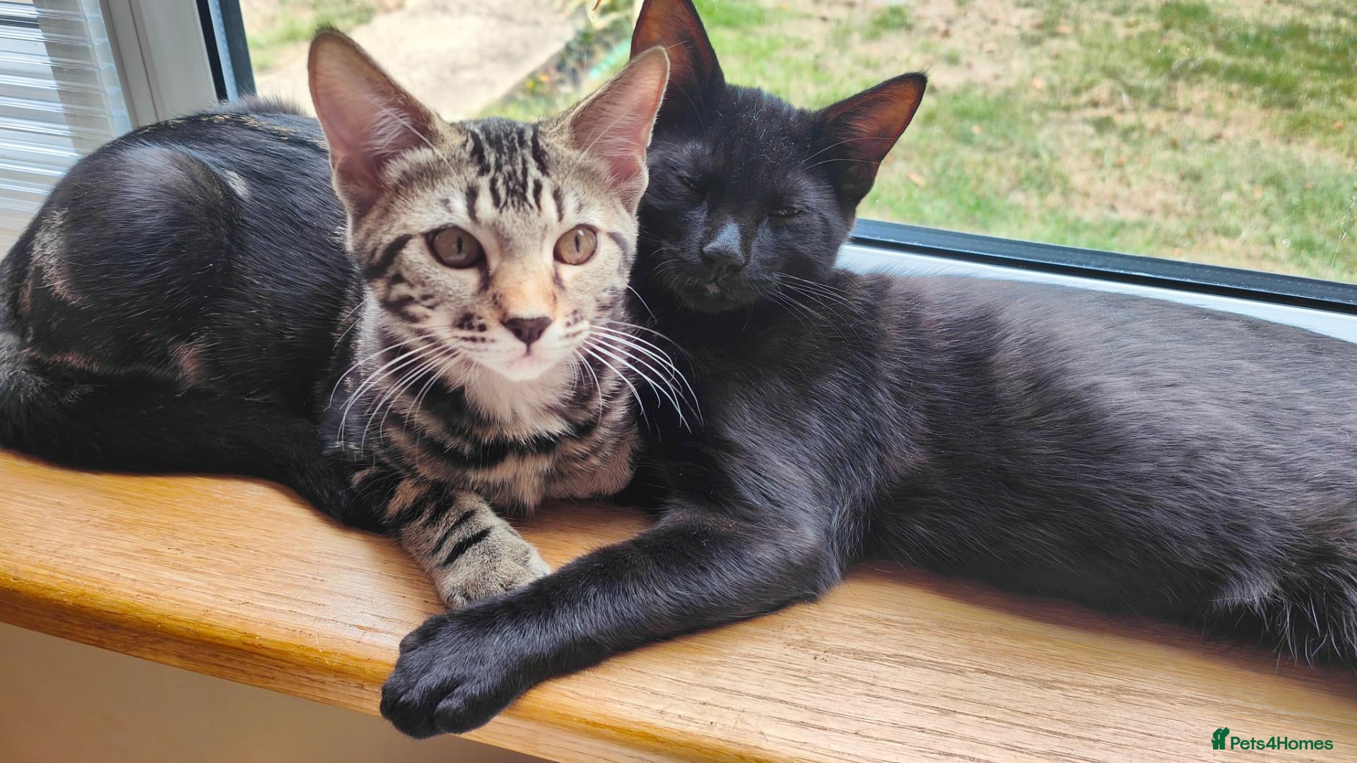 Mixed Breed cats £280 Bengal-cross Brother & Sister pair - Advert 1