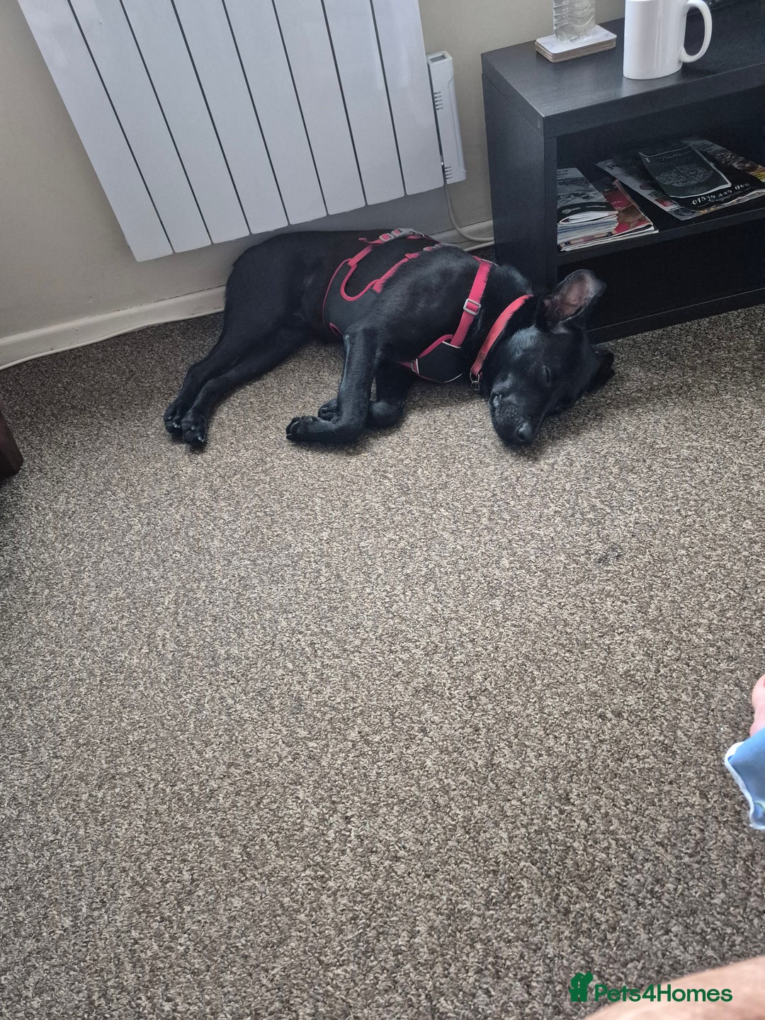 Mixed Breed dogs for sale: Beautiful black male dog  - Image 7
