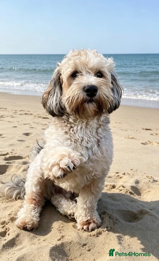 Maltipoo dogs 🌟HEALTH TESTED MED/SMALL BREED STUD DOGS  🌟 - Advert 2