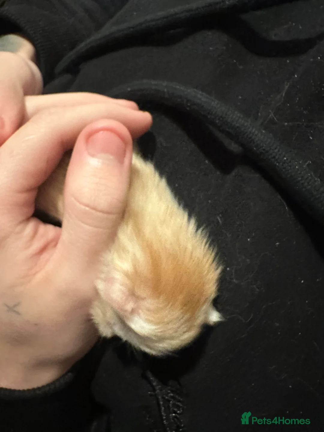 Mixed Breed cats for sale: Last 2 maincoon cross boys available  - Advert 6