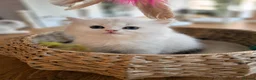 British Longhair cats for sale: BLH & BSH sisters  - Advert 4