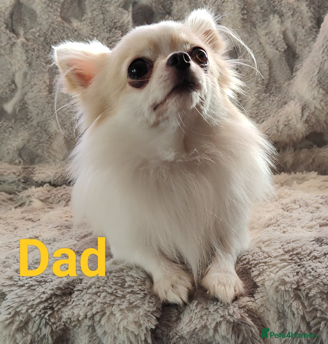 Chihuahua dogs for sale: Amazing Quality Long Coat Chihuahua puppies - Image 7