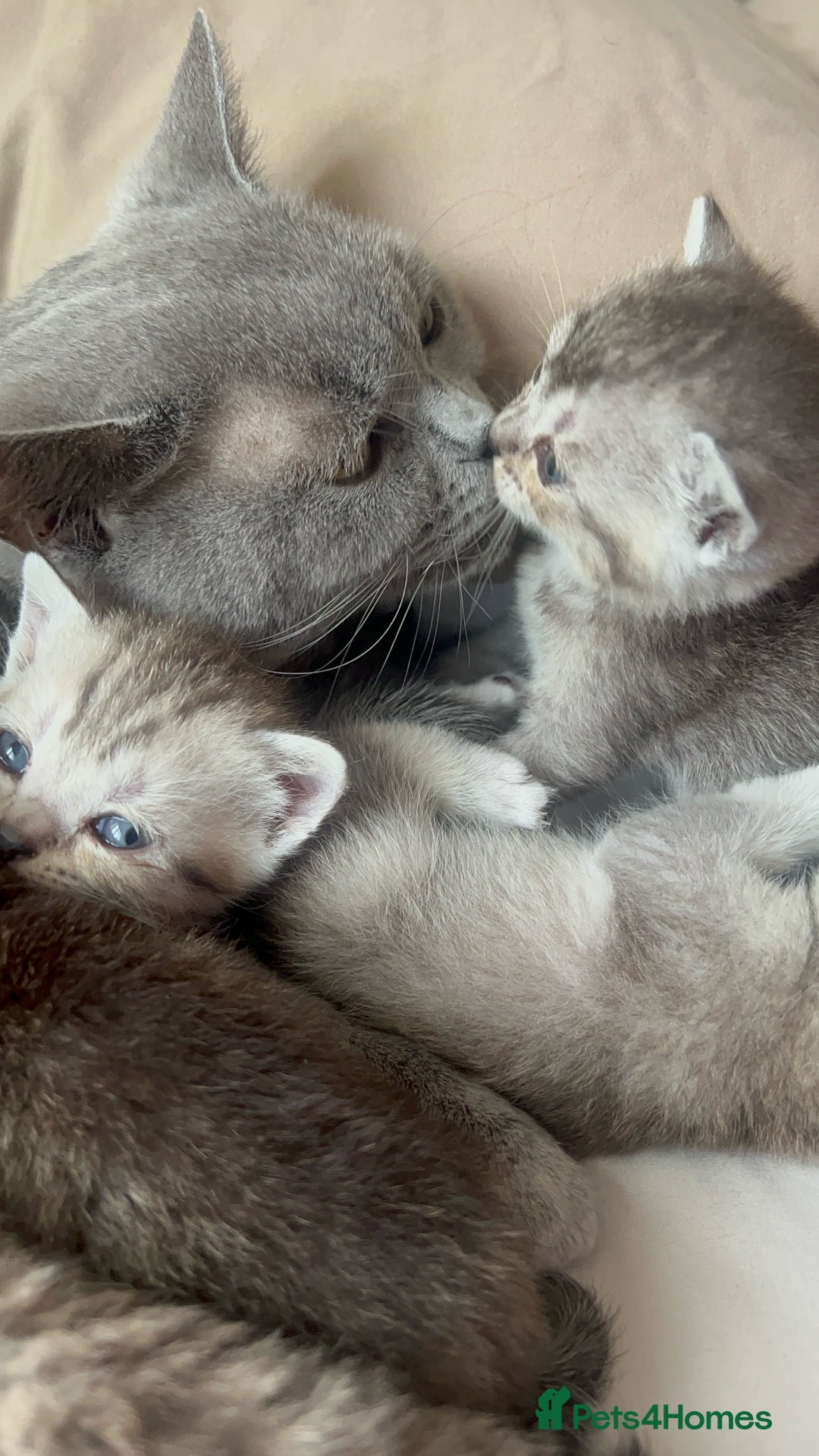British Shorthair cats for sale: British short hair kittens - Image 6