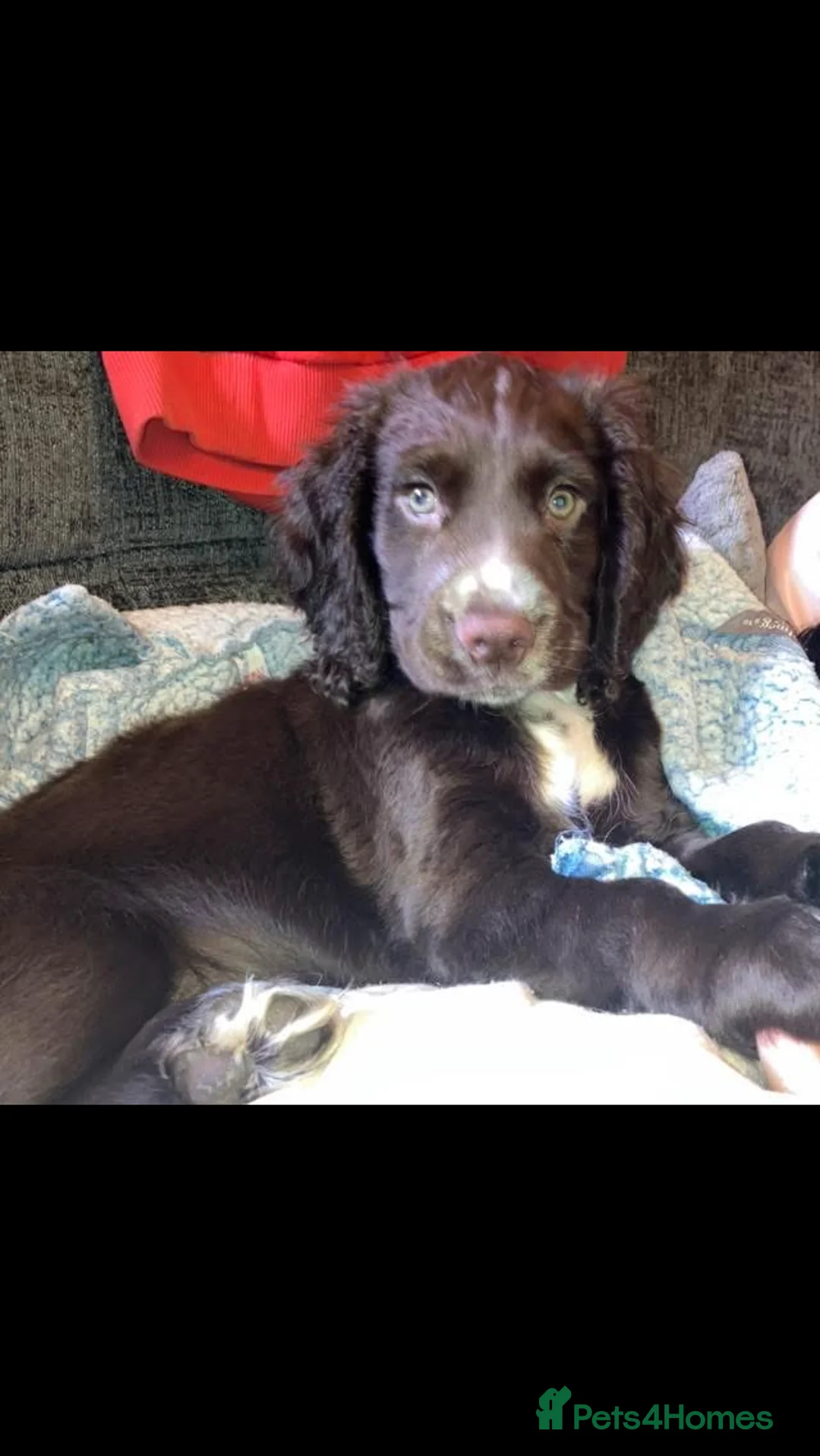 Cocker Spaniel dogs for sale: cocker spaniel puppies  in Chesterfield - Advert 2